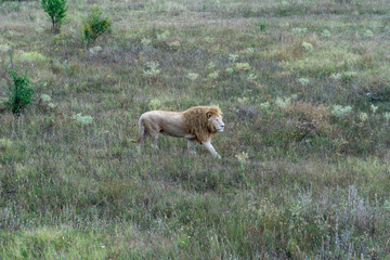 lion at the safari park