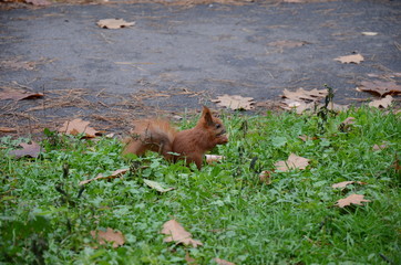 squirrel in the park