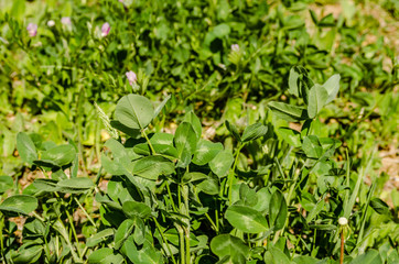 Leaves of young clover on the meadow of Fruska Gora 