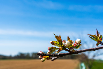 flowering branches of apple trees in Bohemia in spring
