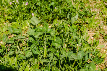 Leaves of young clover on the meadow of Fruska Gora 