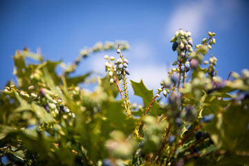 Mahonia