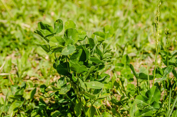 Leaves of young clover on the meadow of Fruska Gora 