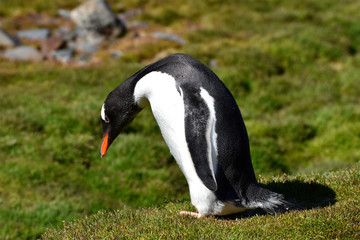 Gentoo penguin at Stromness, South Georgia Island