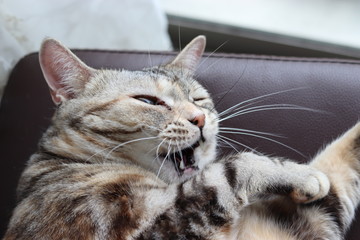 可愛い笑いの猫アメリカンショートヘア
