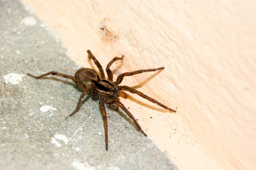 A family of araneomorphic spiders - a funnel spider crawls on a sunny summer day on a warm concrete...
