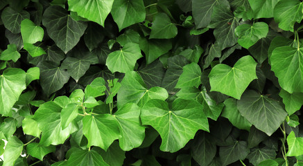 Fresh green young leaves in the spring. Texture background for design.