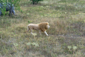 lion at the safari park