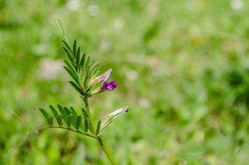 Leaves of young clover on the meadow of Fruska Gora 