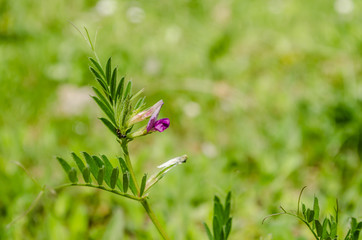 Leaves of young clover on the meadow of Fruska Gora 