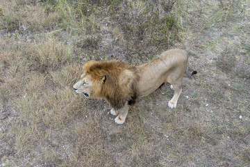 lion at the safari park
