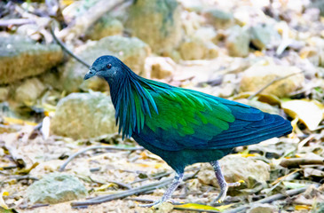 Emerald dove walking and look for food  in the zoo in Thailand.Object have clipping path.