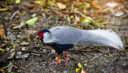 Pheasant walking and look for food  in the zoo in Thailand.Object have clipping path.