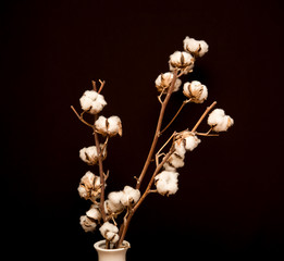 cotton on a dark background