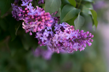 Fototapeta na wymiar Close-up of lilac flowers on a background of greenery in the garden