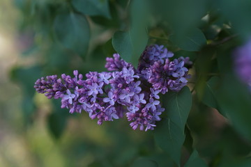 Close-up of lilac flowers on a background of greenery in the garden