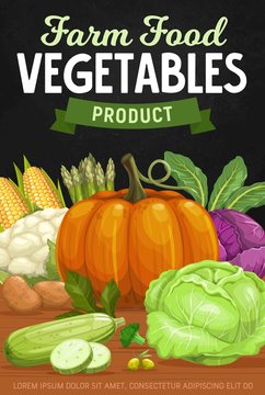 Vegetables fresh food harvest, vector farm market veggies poster. Bio vegetables pumpkin, corn and zucchini squash, potato and asparagus, white and red cabbage, cauliflower, broccoli and olives