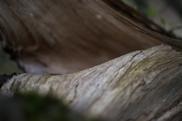 wood drawing  in a broken tree
