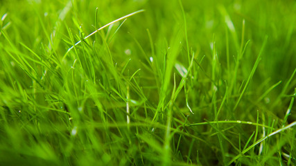 Grass background green field. Focus is on the front and back.