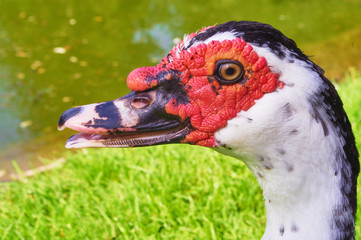 The head of a white duck with a red head against the background of green grass.