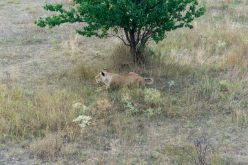 lion at the safari park