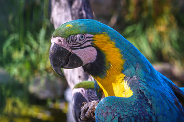 The head of a macaw parrot. Blue-yellow plumage. Wildlife.