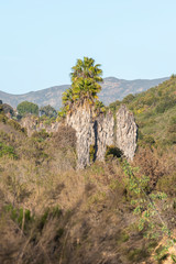 palm tree in the navajo canyon (USA)

