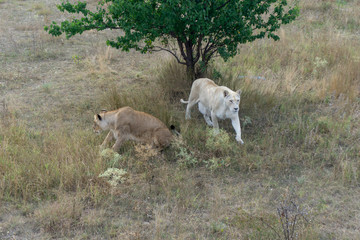 Obraz premium lion at the safari park