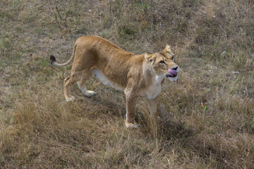 lion at the safari park