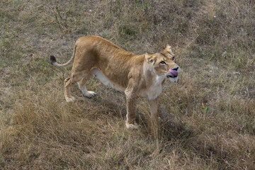 Fototapeta na wymiar lion at the safari park