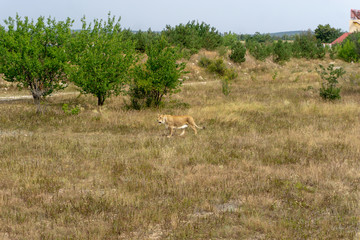 lion at the safari park