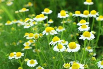 Blooming chamomile on a meadow. Pharmacy the common white Daisy