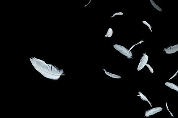 white bird feathers floating in the air, isolated on black background, feather abstract background