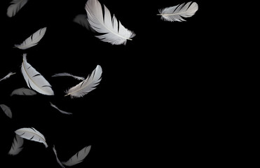 white feathers floating in the dark, black background with copy space, feather abstract background