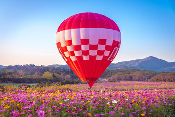 Fototapeta premium Close up hot air balloon flying up on cosmos field with blue sky background