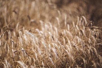 Selective focus of wheat field on the background close up