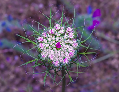 Wild Carrot (Daucus Carota) Closeup