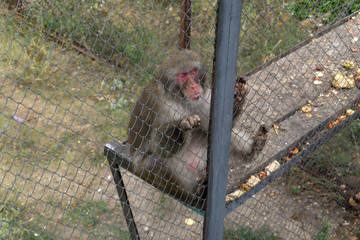 lion at the safari park