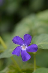 Lesser Periwinkle
