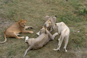 lion at the safari park
