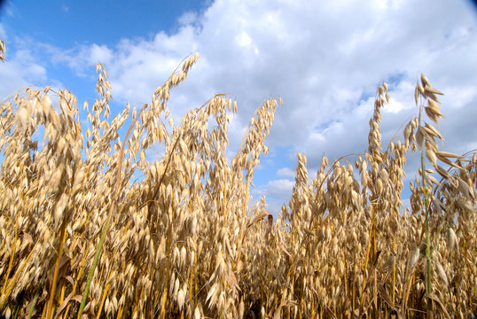 Champ avoine &agrave; maturit&eacute; avant r&eacute;colte