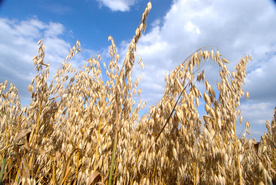 Champ avoine &agrave; maturit&eacute; avant r&eacute;colte