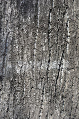 Obraz premium Silver lime