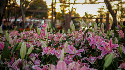 Colorful flowers in the garden, close up