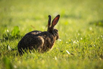 Hare stares away