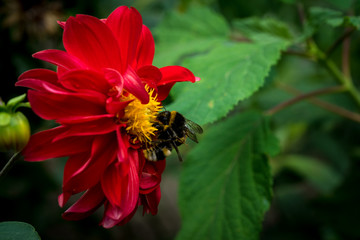 bumblebee on the flower collects pollen in summer