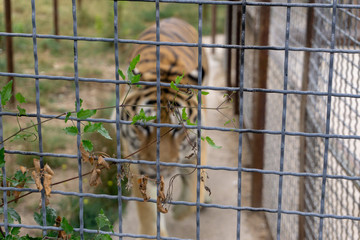 tiger at the zoo