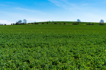 Fototapeta na wymiar green rapeseed field with beautiful sky