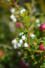 American wintergreen