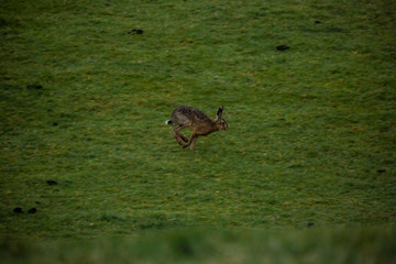 Hare run1 © James